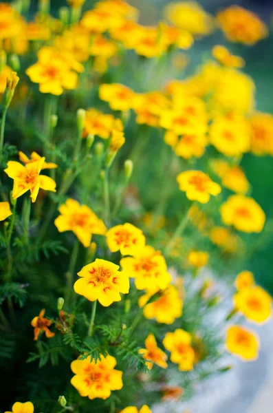 Orange juice flowers grow in the fresh air — Stock Photo, Image