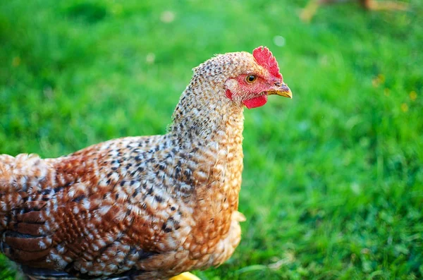 가금 류 닭 이 밖에서 풀을 뜯고 산책하는 모습 — 스톡 사진
