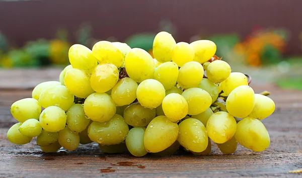 A szőlő növekszik a szabadban az ősz — Stock Fotó