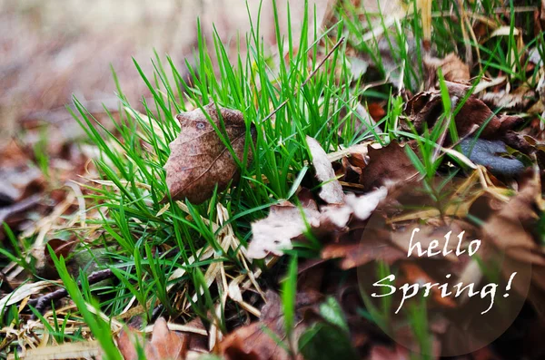 Green grass stem growing outdoors — Stock Photo, Image