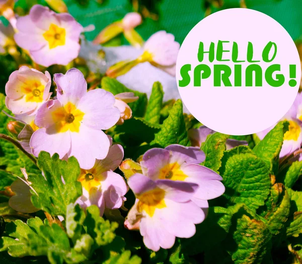 Primrose small spring flowers are growing — Stock Photo, Image