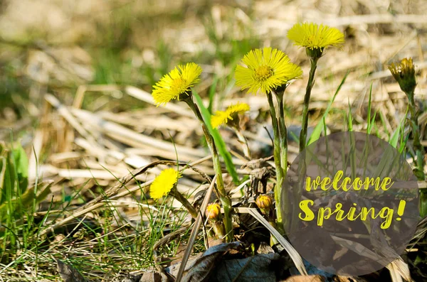 Yellow little flowers dandelions grow outdoors — Stock Photo, Image