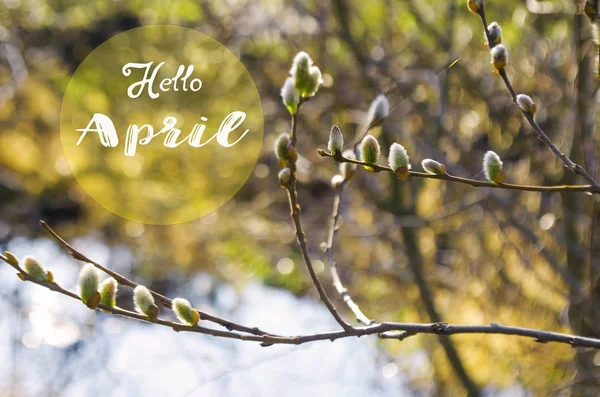 Willow branch for celebration of spring and Easter holidays, day — Stock Photo, Image