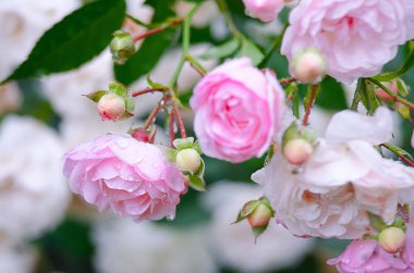 Çiçek kokulu pembe Gül