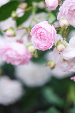 Çiçek kokulu pembe Gül