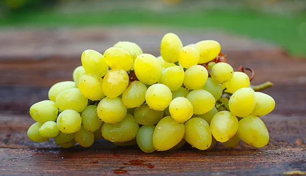 A szőlő növekszik a szabadban az ősz — Stock Fotó