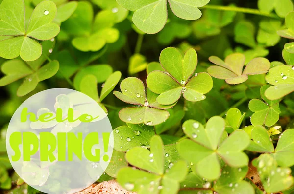 Small drops of dew on fresh green grass in the morning — Stock Photo, Image