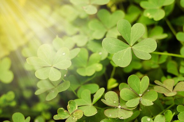 Маленькие капли росы на свежей зеленой траве утром
