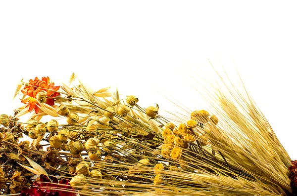 Orejas de centeno y trigo cultivadas —  Fotos de Stock