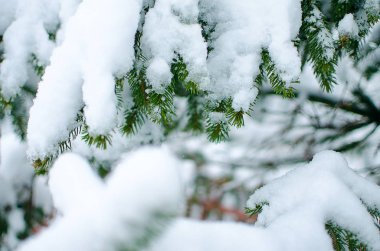 Dalı kar ile açık havada yakındır 