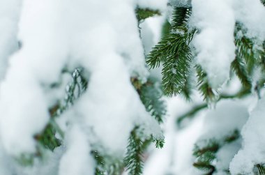 Dalı kar ile açık havada yakındır 