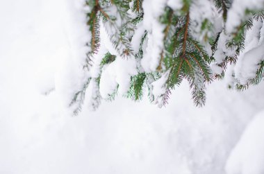 Dalı kar ile açık havada yakındır 