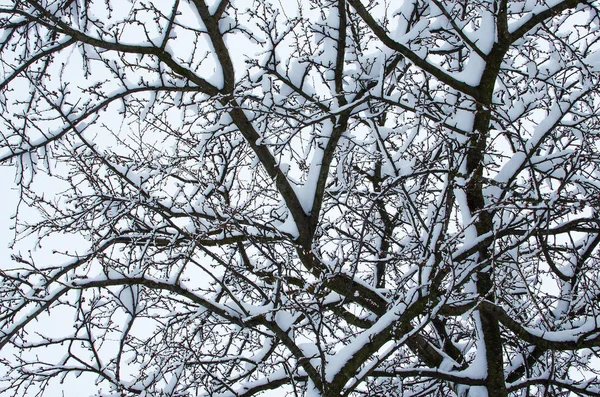 Ветка со снегом закрыта на открытом воздухе — стоковое фото