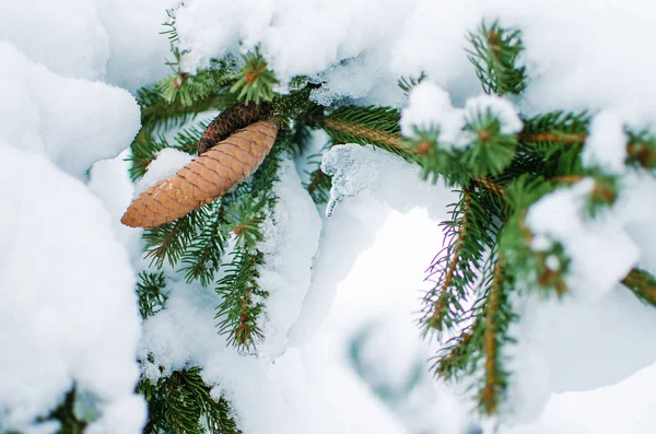 Der Zweig mit Schnee ist in der freien Luft nah — Stockfoto