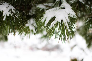 Dalı kar ile açık havada yakındır 