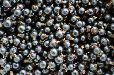 bir çalı bir dalda bir güneşli yaz gününde büyüyen kırmızı kuş üzümü