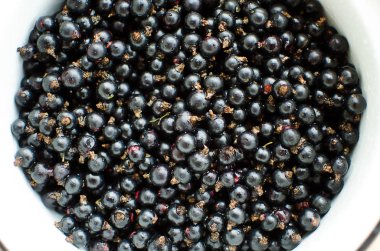 bir çalı bir dalda bir güneşli yaz gününde büyüyen kırmızı kuş üzümü