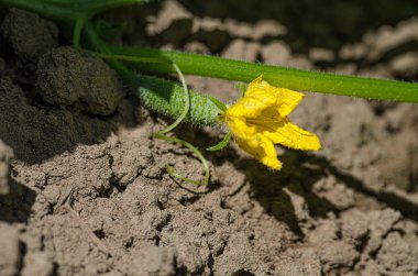 Sarı çiçekli küçük ve ekili yeşil salatalık büyümek 