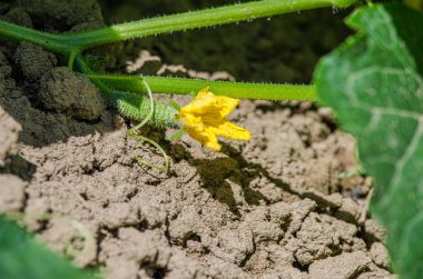 Sarı çiçekli küçük ve ekili yeşil salatalık büyümek 