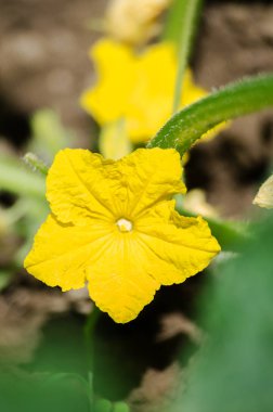 Sarı çiçekli küçük ve ekili yeşil salatalık büyümek 