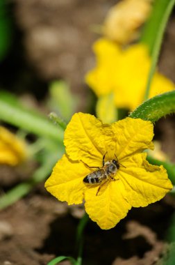 Sarı çiçekli küçük ve ekili yeşil salatalık büyümek 