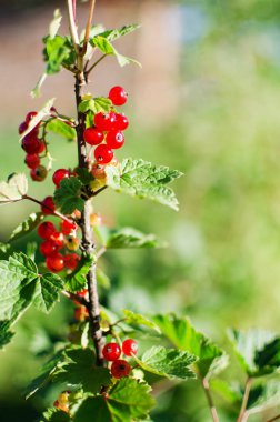 bir çalı bir dalda bir güneşli yaz gününde büyüyen kırmızı kuş üzümü
