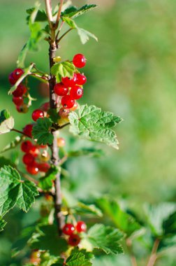 bir çalı bir dalda bir güneşli yaz gününde büyüyen kırmızı kuş üzümü