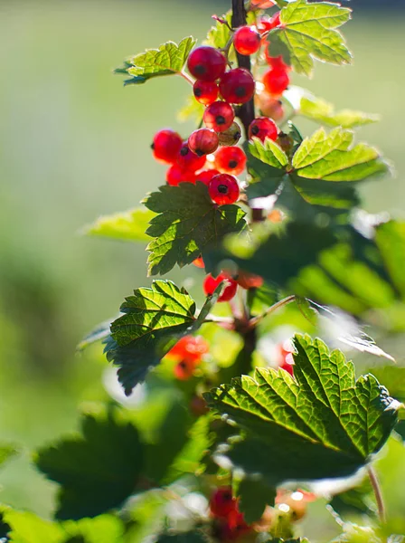Ribes rosso che cresce su un ramo di un cespuglio in una giornata estiva soleggiata — Foto Stock