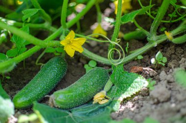 Sarı çiçekli küçük ve ekili yeşil salatalık büyümek 