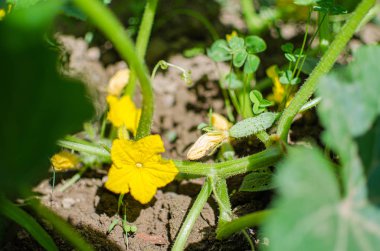 Sarı çiçekli küçük ve ekili yeşil salatalık büyümek 