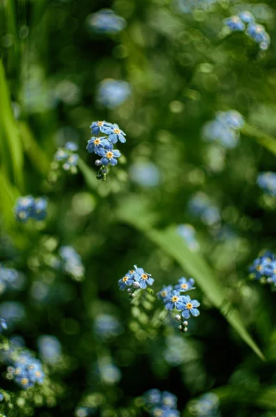 En liten blå forget-mig-not-så-blomma växer — Stockfoto