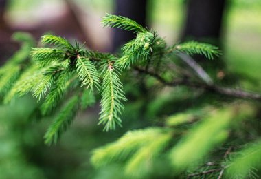 ahşap ve Ahşap yapı kesmek 