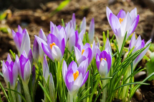 Photo close small spring flowers crocuses — Stock Photo, Image