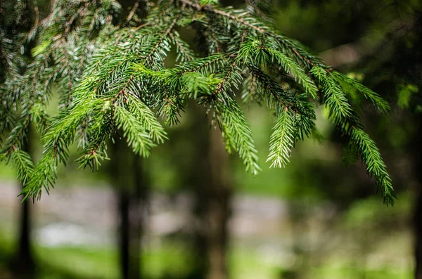 Skär trä och trä struktur — Stockfoto