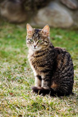 Kedi temiz havada yürür 