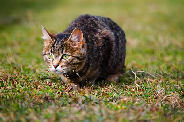 The cat walks in the fresh air — Stock Photo, Image