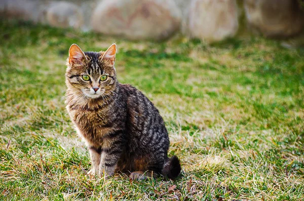 El gato camina al aire libre —  Fotos de Stock