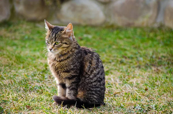 Il gatto cammina all'aria aperta — Foto Stock