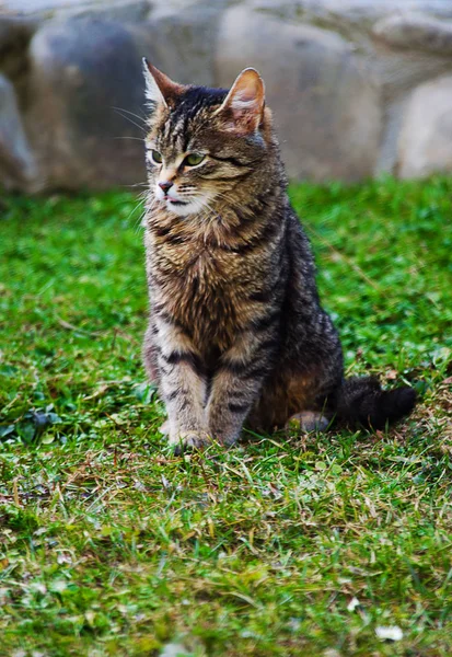 Katten promenader i den friska luften — Stockfoto