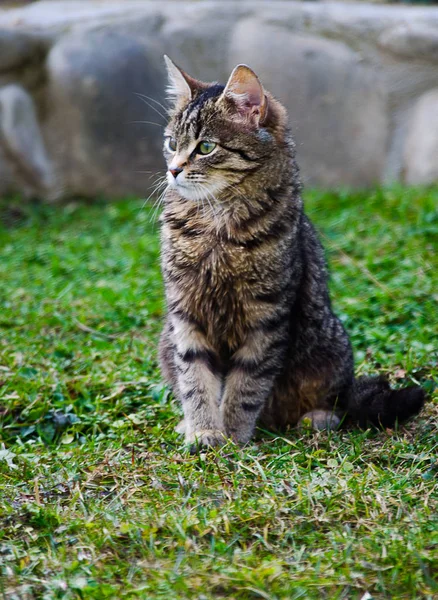 The cat walks in the fresh air — Stock Photo, Image