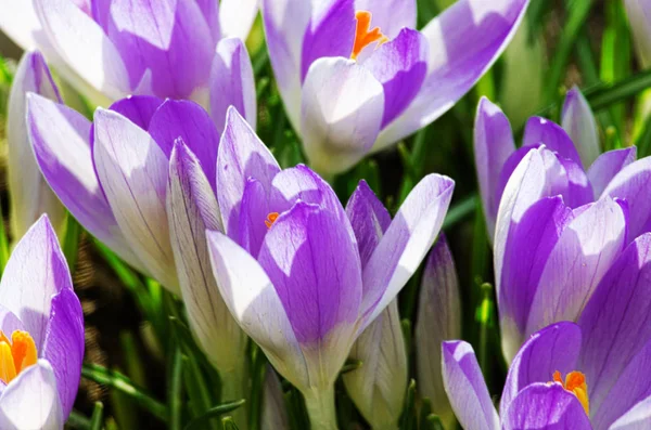 Photo close small spring flowers crocuses — Stock Photo, Image