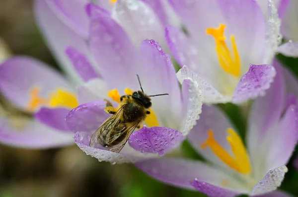 Foto sluit kleine lente bloemen Krokussen — Stockfoto