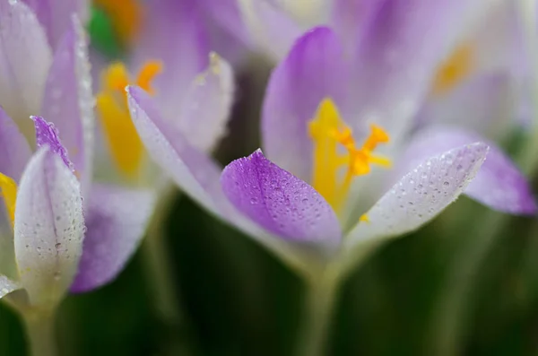 Foto cerrar pequeñas flores de primavera azafrán —  Fotos de Stock