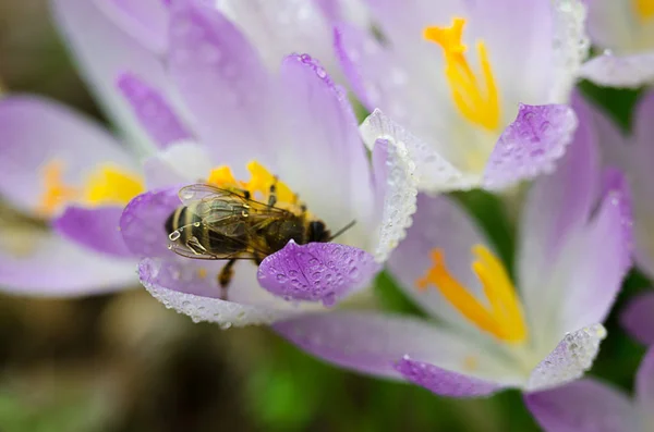 Foto sluit kleine lente bloemen Krokussen — Stockfoto