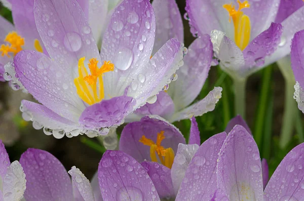 Foto cerrar pequeñas flores de primavera azafrán —  Fotos de Stock