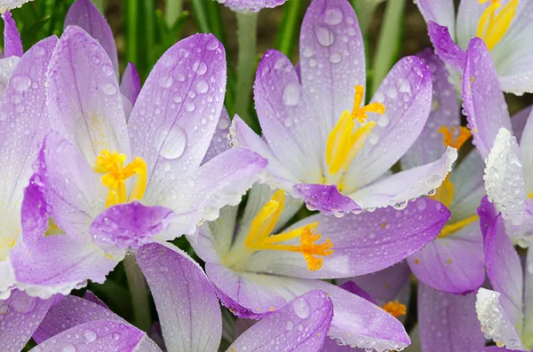 Fénykép közel kis tavaszi virágok krókuszok a Park egy — Stock Fotó
