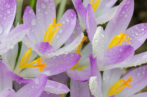 Foto cerrar pequeñas flores de primavera azafrán —  Fotos de Stock