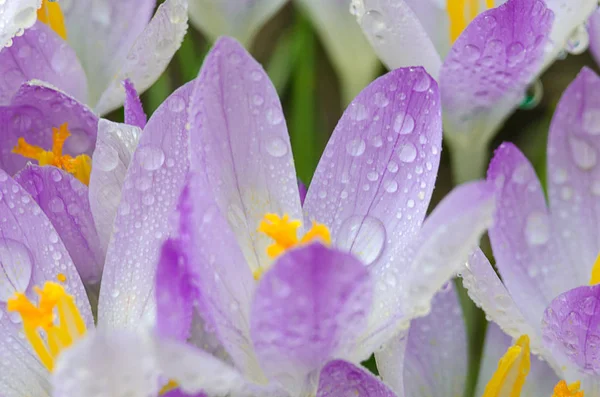 Foto cerrar pequeñas flores de primavera azafrán —  Fotos de Stock