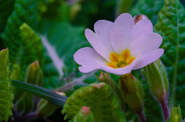 Primrose små vårblommor växer — Stockfoto