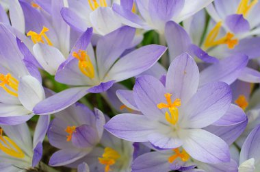 Fotoğraf küçük bahar çiçekleri çiğdemler kapatın